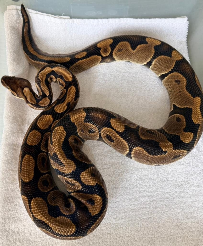 Ballpython 0.1 Ball Python - female for sale from Nettie