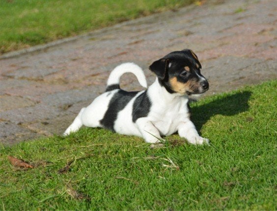 Kruising Jack russell, Dieren en Toebehoren, Jack Russell Terriër, 8 tot 15 weken, CDV (hondenziekte), Meerdere