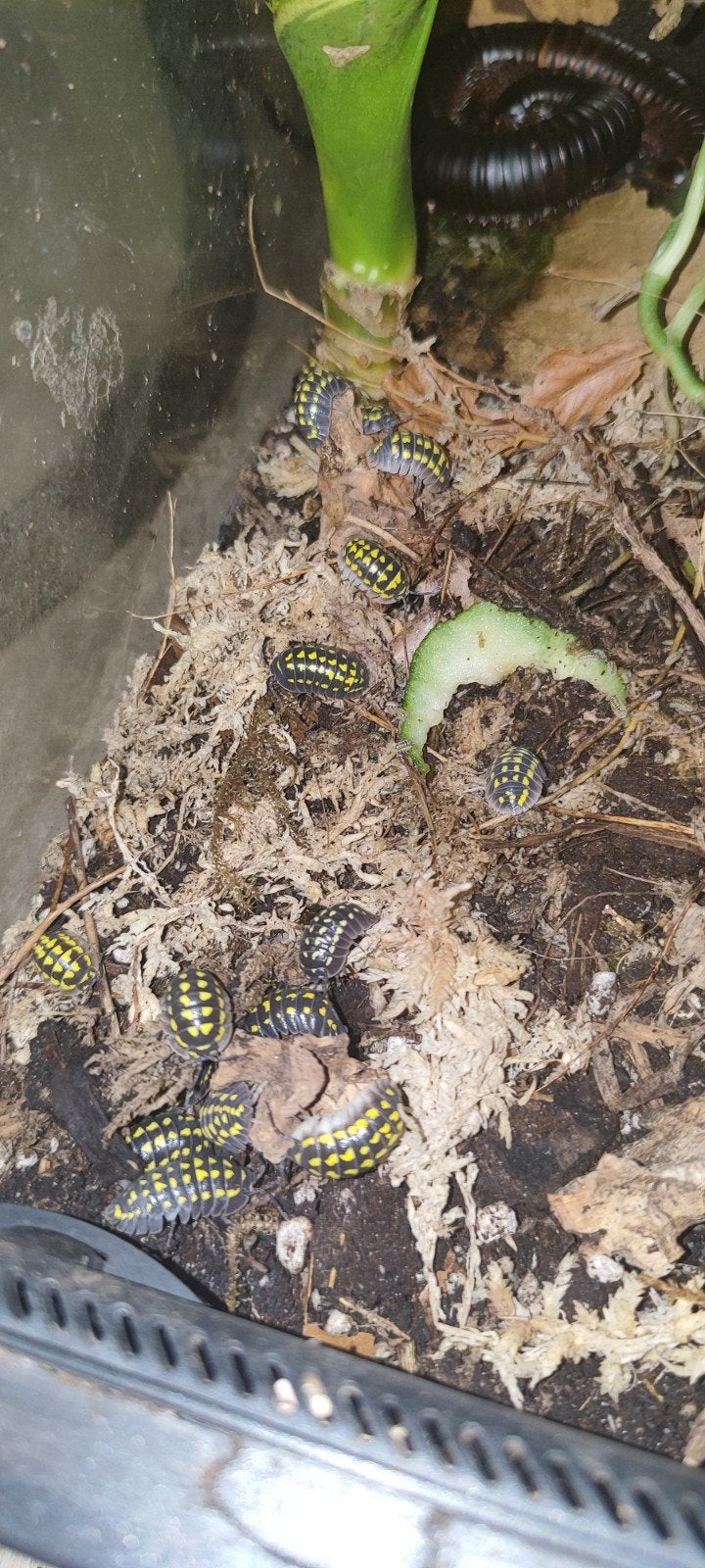 Armadillidium gestroi isopod, Dieren en Toebehoren