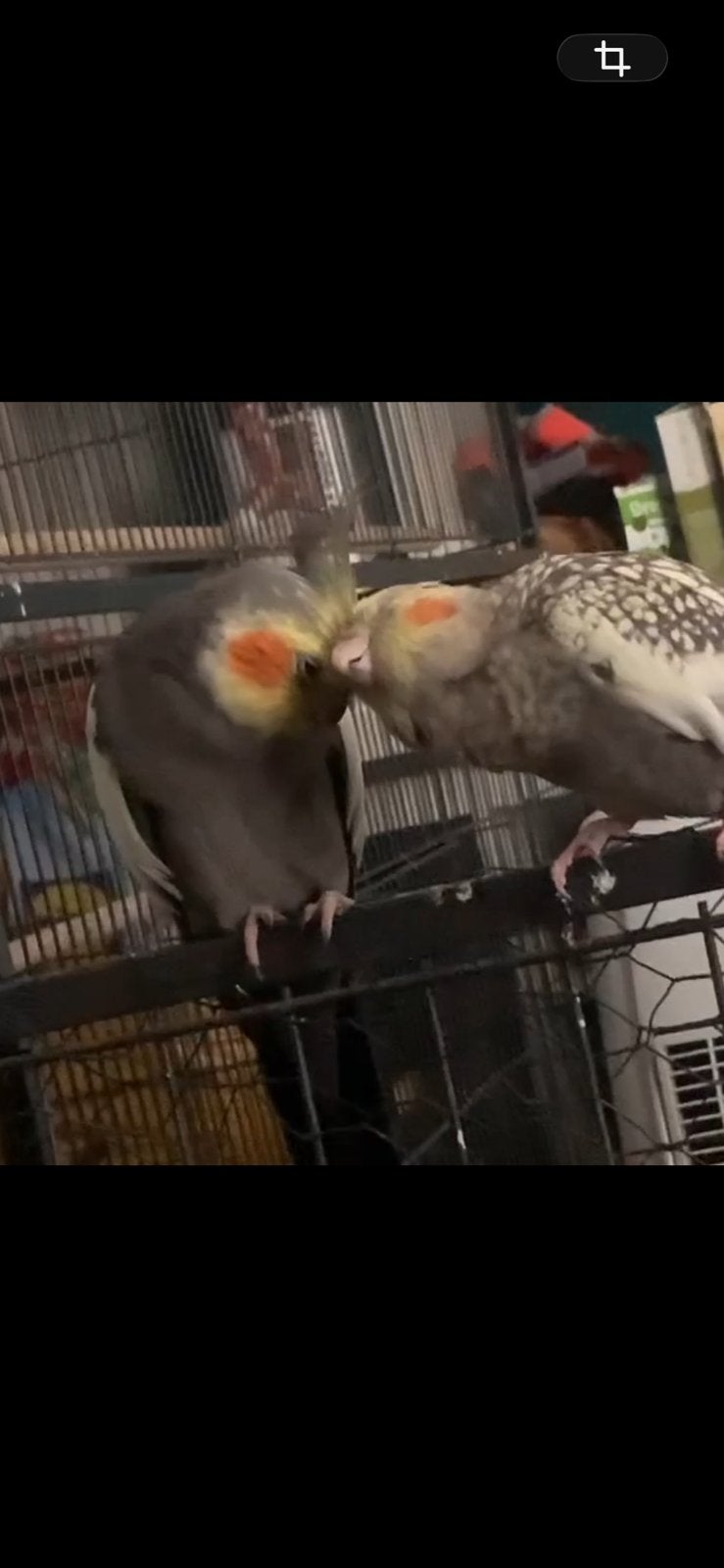 Valkparkiet koppel, Dieren en Toebehoren, Vogels | Parkieten en Papegaaien