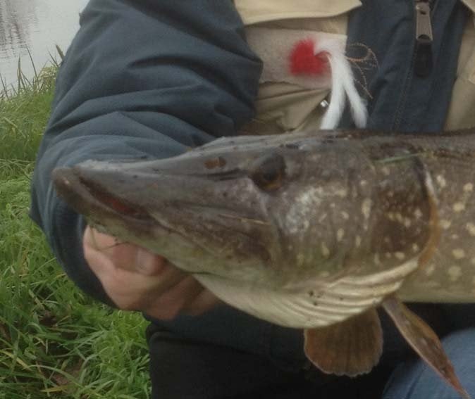 Ultra Light Baars/Snoekstreamers met dubbel zonkerstaartje, Ophalen, Nieuw, Complete set