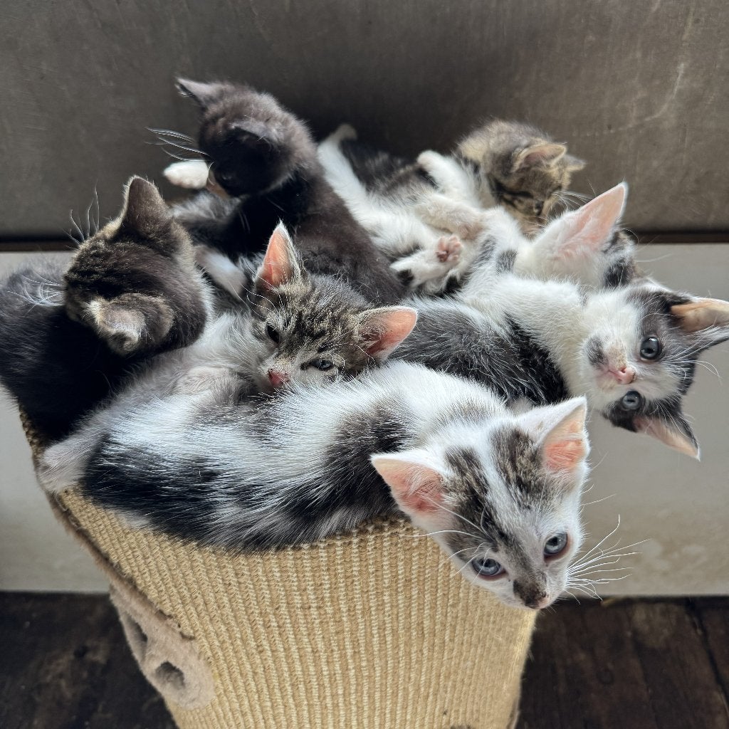 Lieve boerderijkittens zoeken een fijn thuis, Meerdere dieren, Kortharig, 0 tot 2 jaar