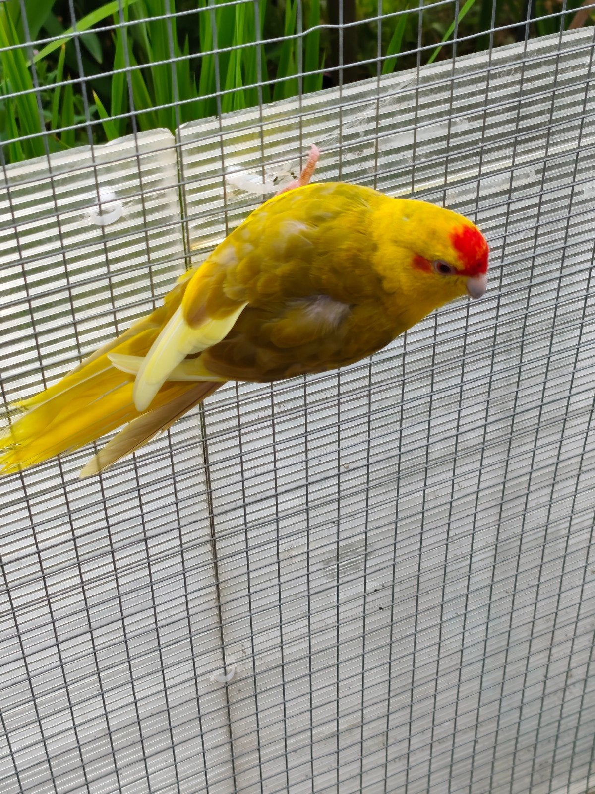 Kakariki, Meerdere dieren, Parkiet, Tam