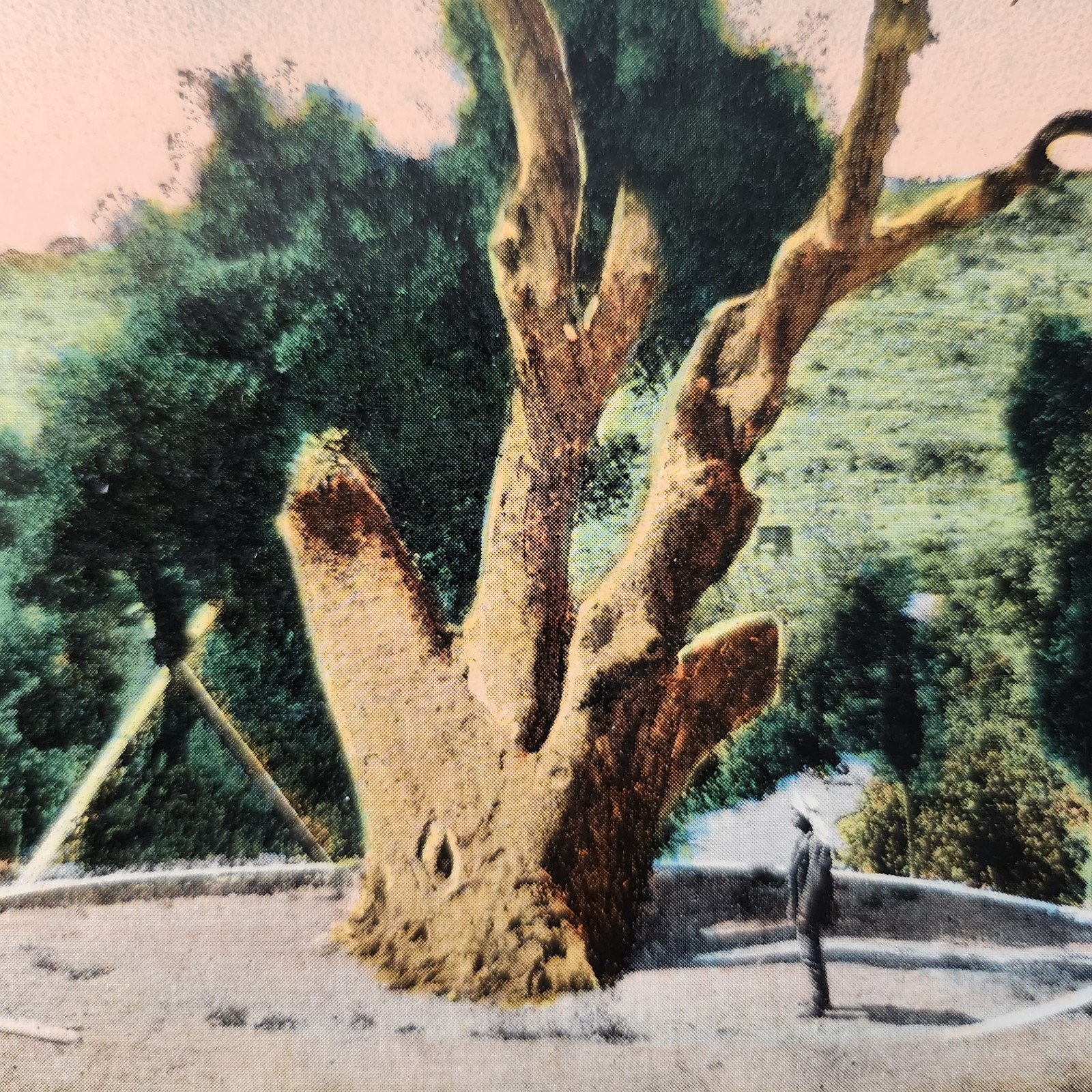<1920 Ansichtkaart Hebron - De Eik van Abraham, Verzamelen, Verzenden, Voor 1920, Ongelopen, Buiten Europa