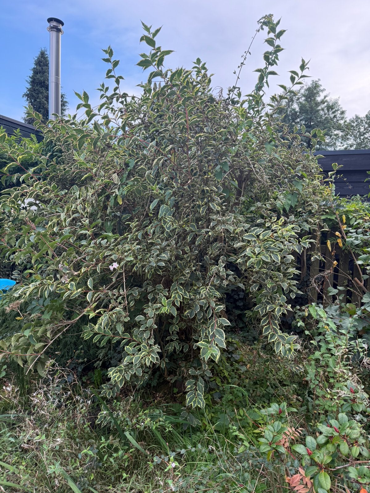 Gratis Grote Weigela (Bontbladige weigelia), Ophalen, Halfschaduw, Overige soorten