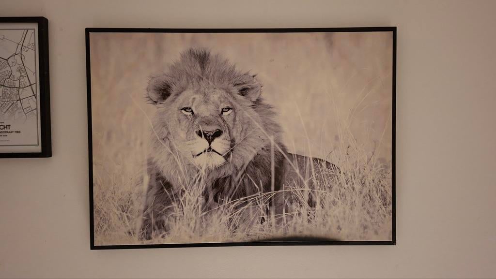 Leeuw Canvas, Gebruikt, Ophalen of Verzenden, Schilderij, 50 tot 75 cm