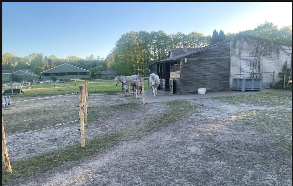Stalling weidegang, Dieren en Toebehoren, Stalling en Weidegang, Weidegang, 1 paard of pony