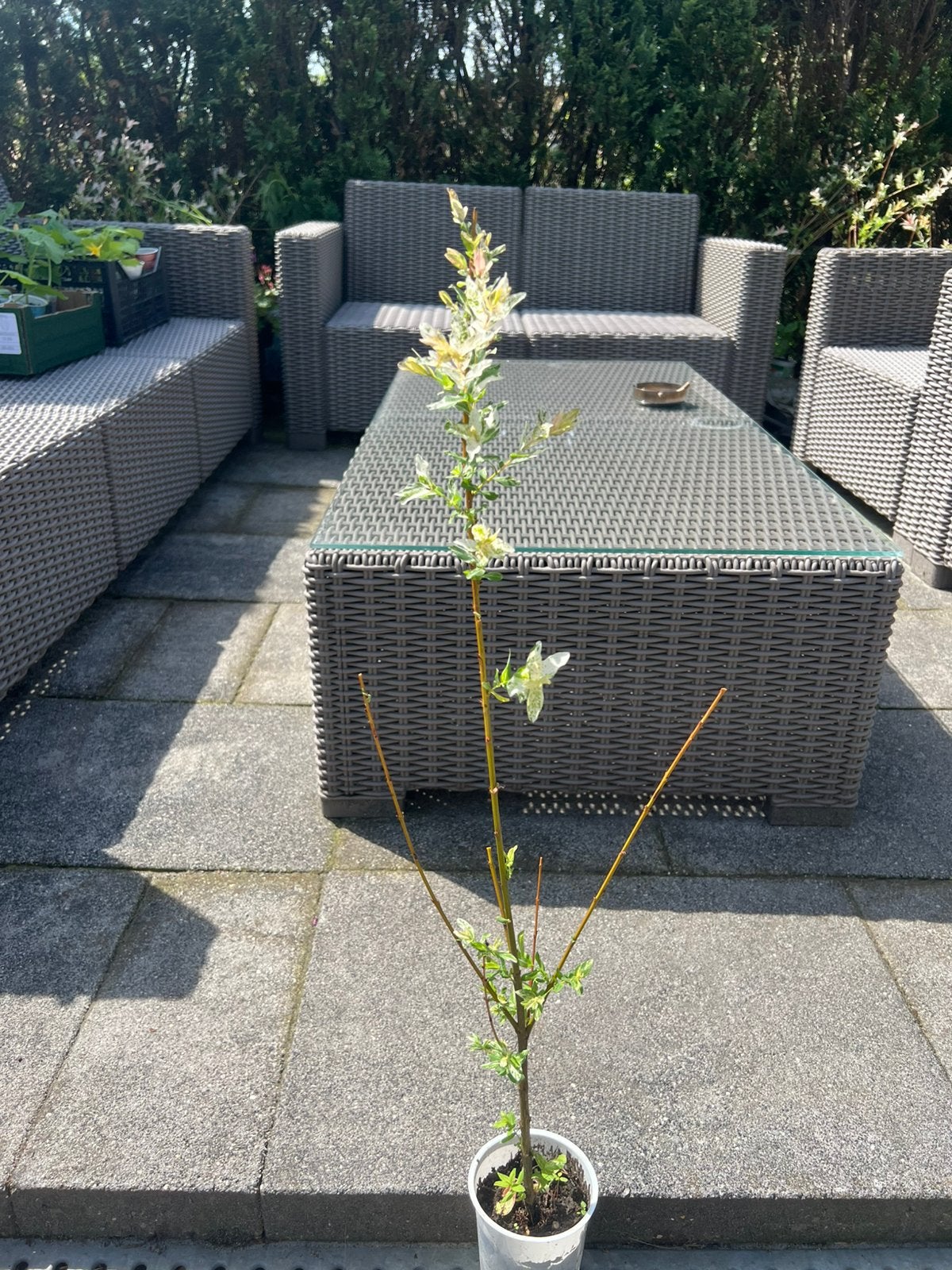 Salix integra, Ophalen of Verzenden, Minder dan 100 cm, Overige soorten, Zomer
