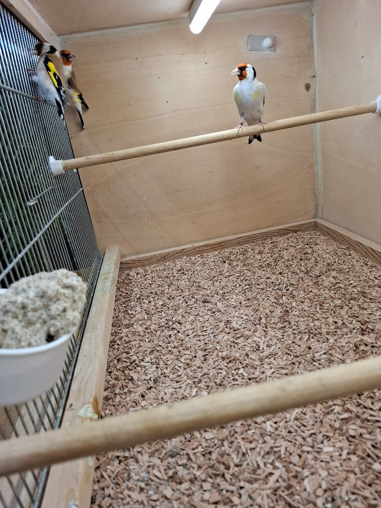 Major putter, Dieren en Toebehoren, Mannelijk, Wildzangvogel