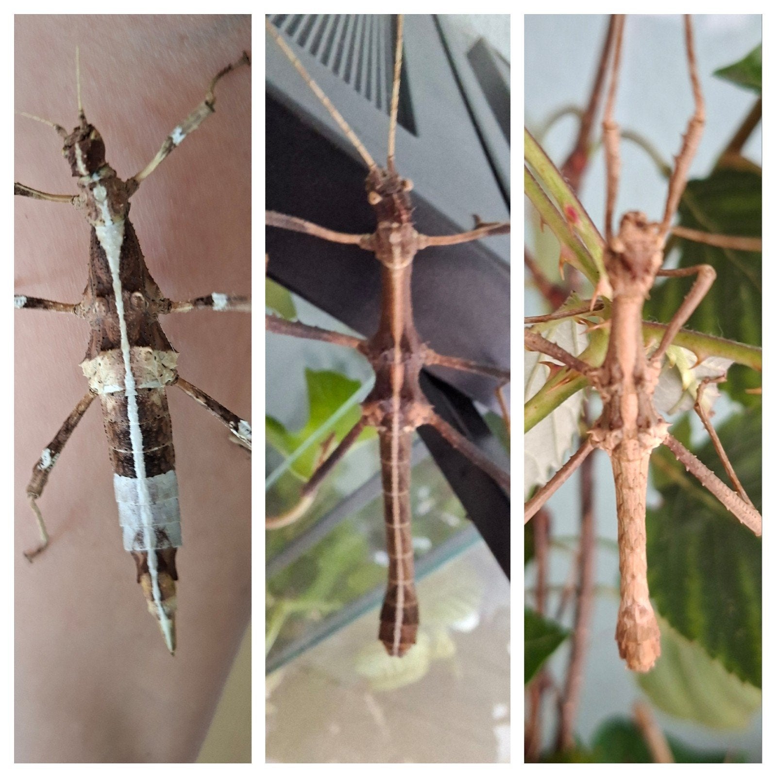 Div. vrouwtjes en mannetjes Sungaya Inexpectata / Aeta, Wandelende tak