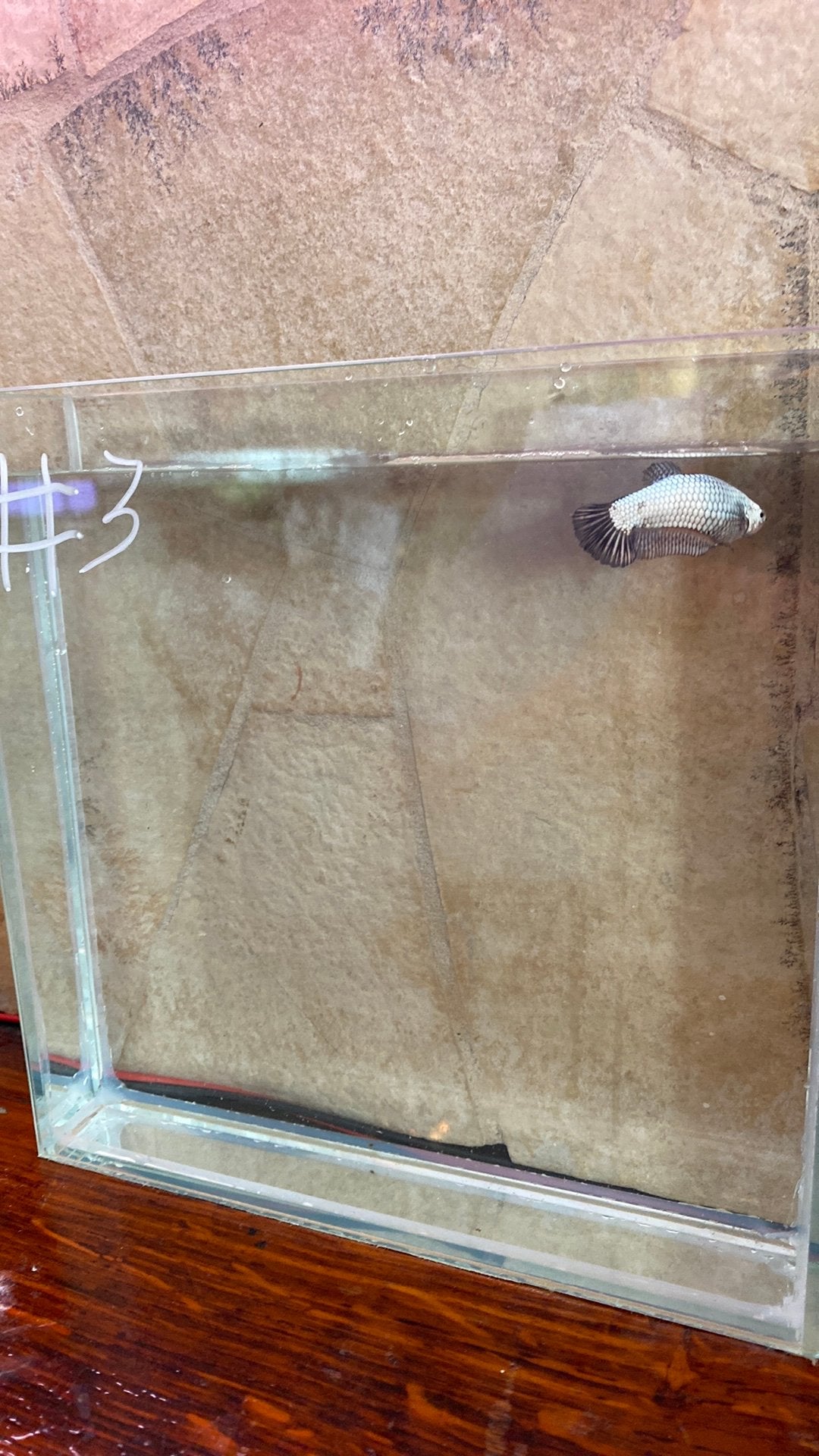 Betta, Vis