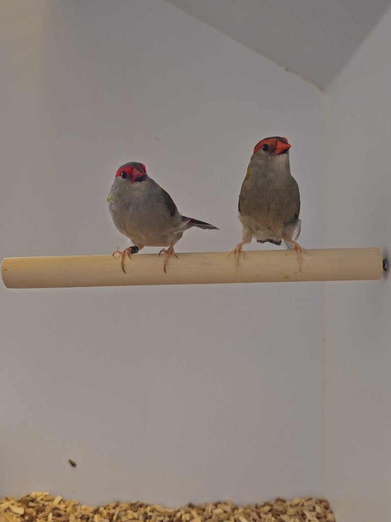 Dornastrilde | Verschillende broedkoppels | Goede conditie, Meerdere dieren, Tropenvogel