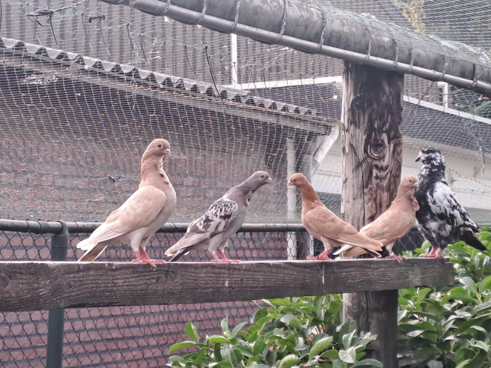 koppels figuritas, Meerdere dieren