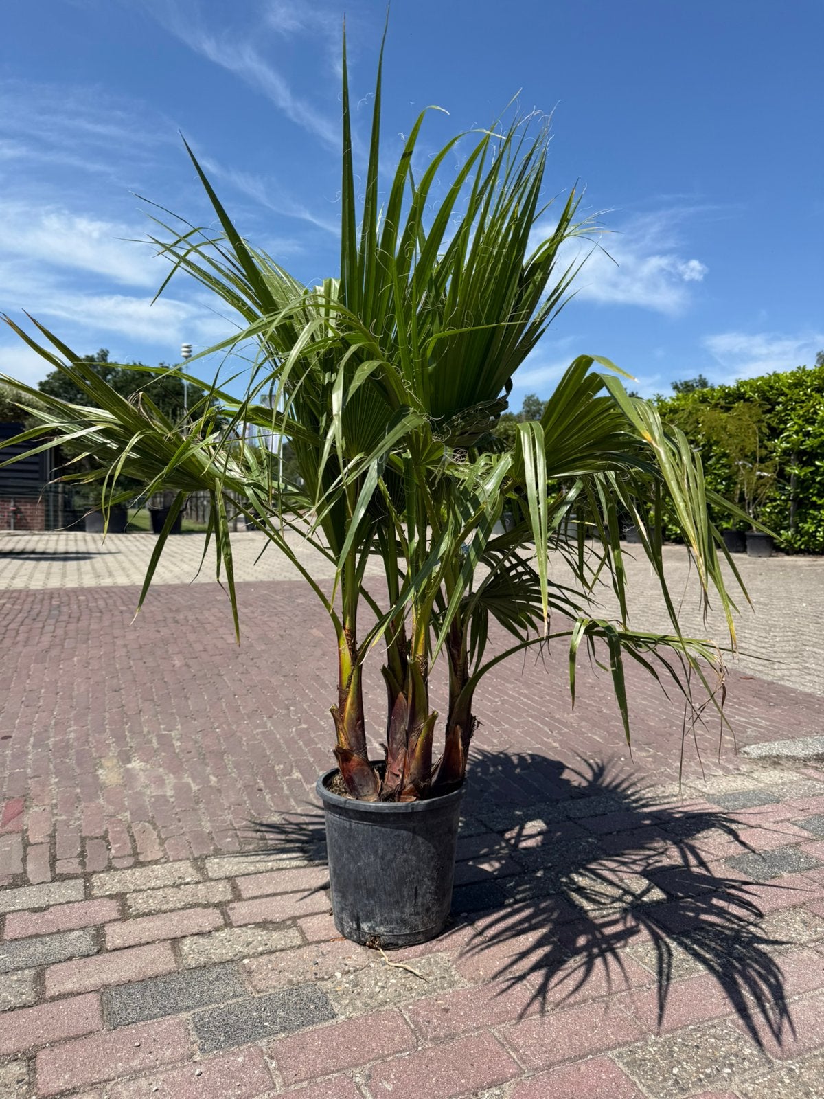 Washingtonia Robusta €30, alleen afhaal Op=Op 150cm, Tuin en Terras, Volle zon, Vaste plant, Bloeit niet, Ophalen