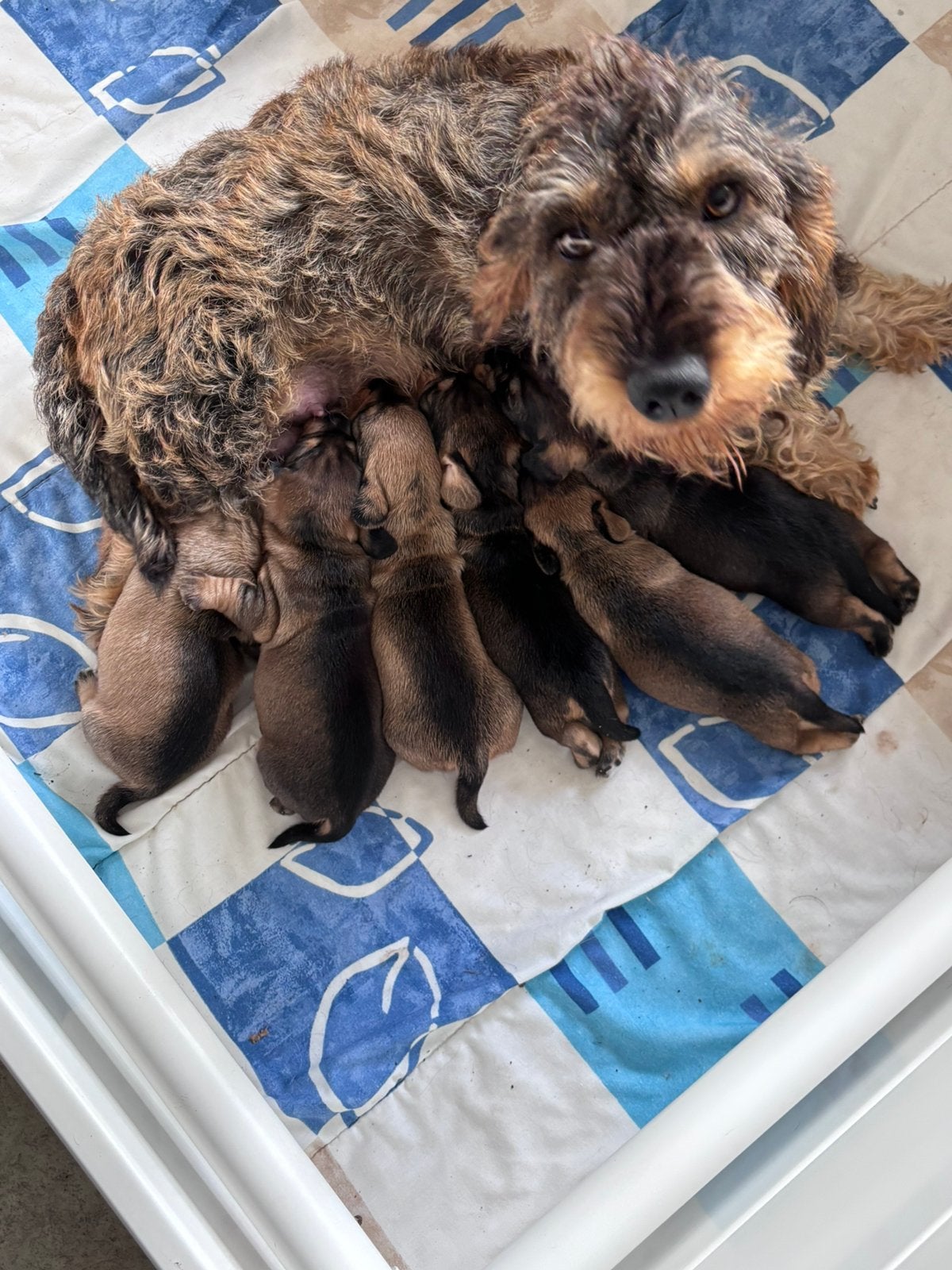 Ruwharige teckel pups kaninchen x standaard, Dieren en Toebehoren, 8 tot 15 weken, Dwerg, Parvo, Meerdere