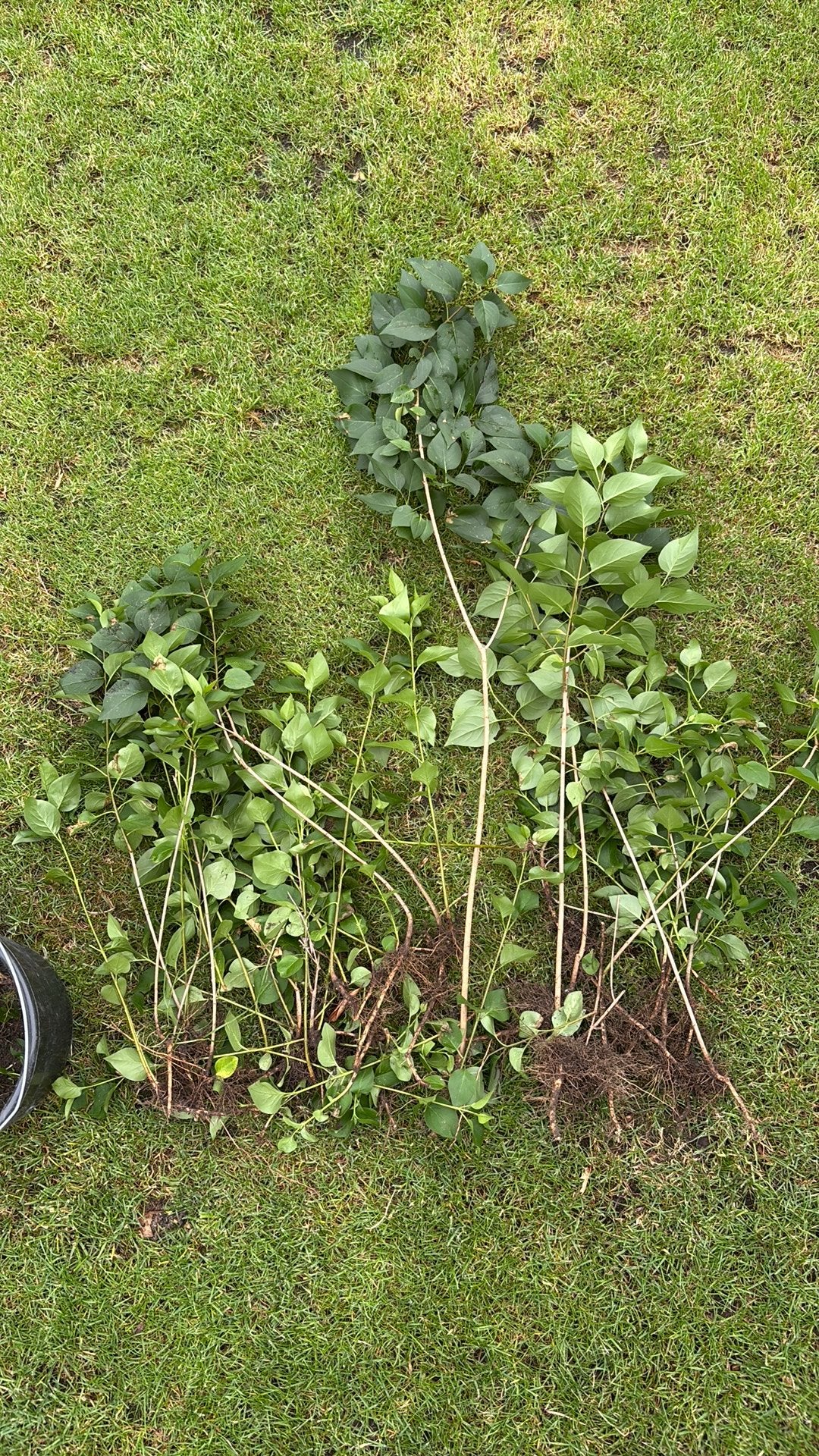 Sering stekken, Tuin en Terras, Planten | Struiken en Hagen, Ophalen, Overige soorten, Minder dan 100 cm