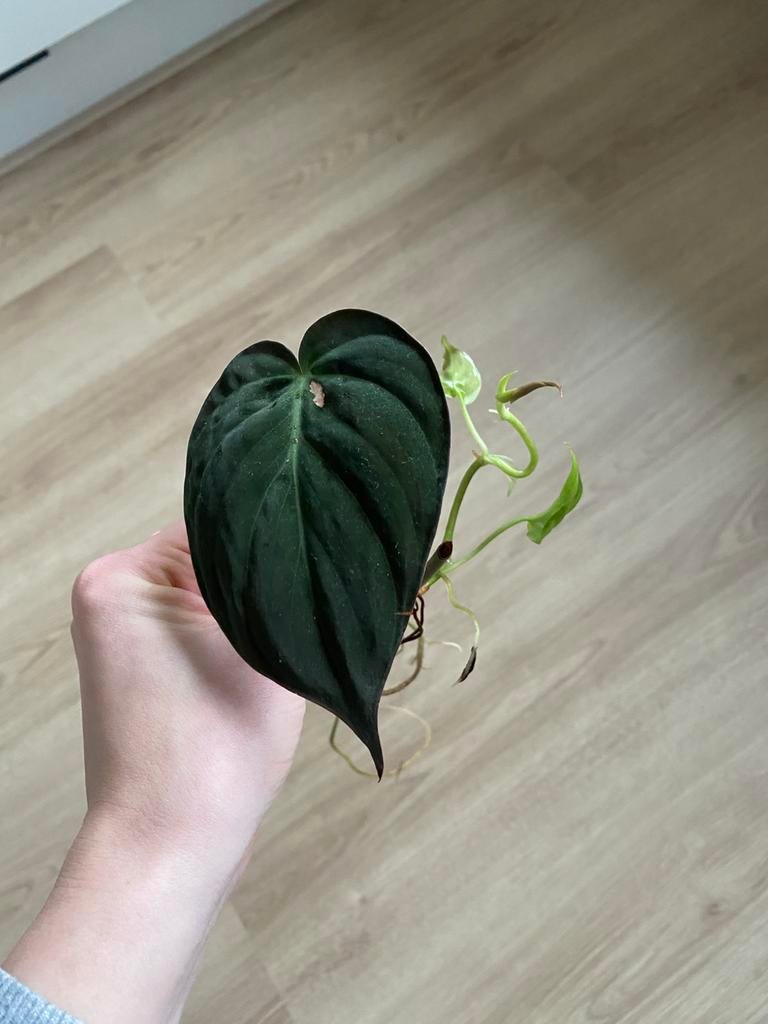 Verschillende stekjes (pothos, cebu blue en micans), Ophalen, Halfschaduw, Minder dan 100 cm