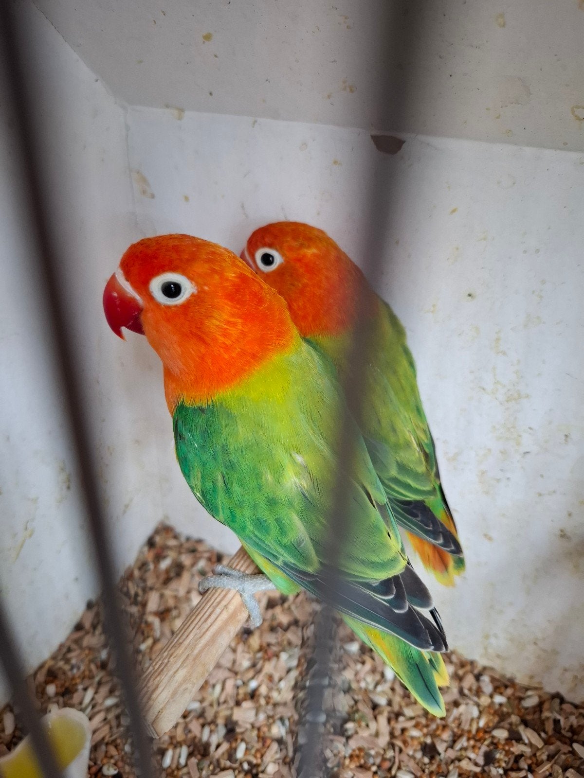 Agapornis Fischeri, Geslacht onbekend, Dwergpapegaai of Agapornis, Geringd