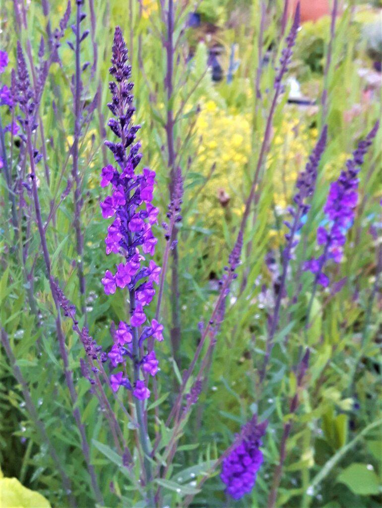 Linaria Purpurea vaste tuin plant, Ophalen, Overige soorten, Volle zon