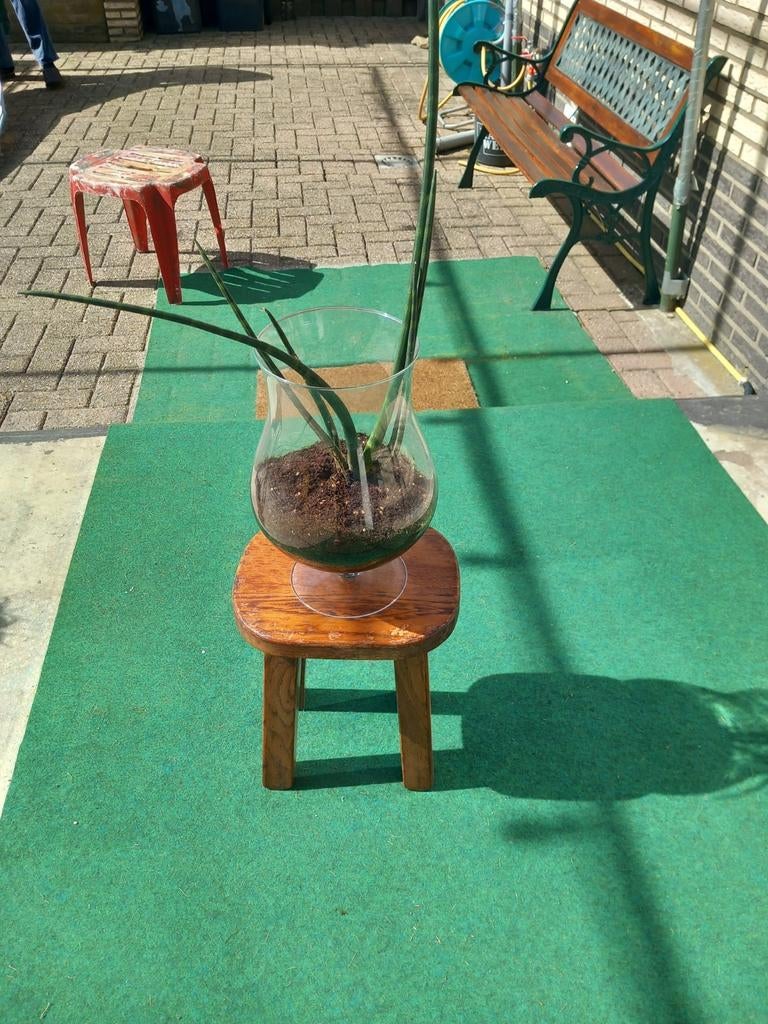 Mooie sanserveria  cylindria  in cognac glas, Groene kamerplant, Ophalen, Vetplant