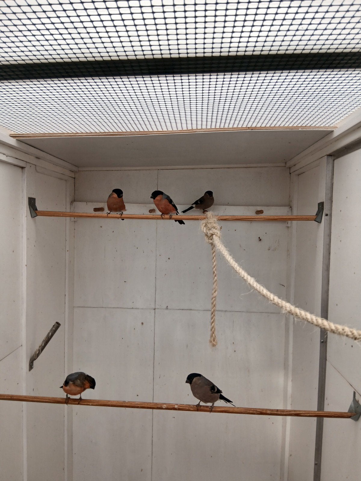Noorse goudvinken., Dieren en Toebehoren, Meerdere dieren, Wildzangvogel, Geringd