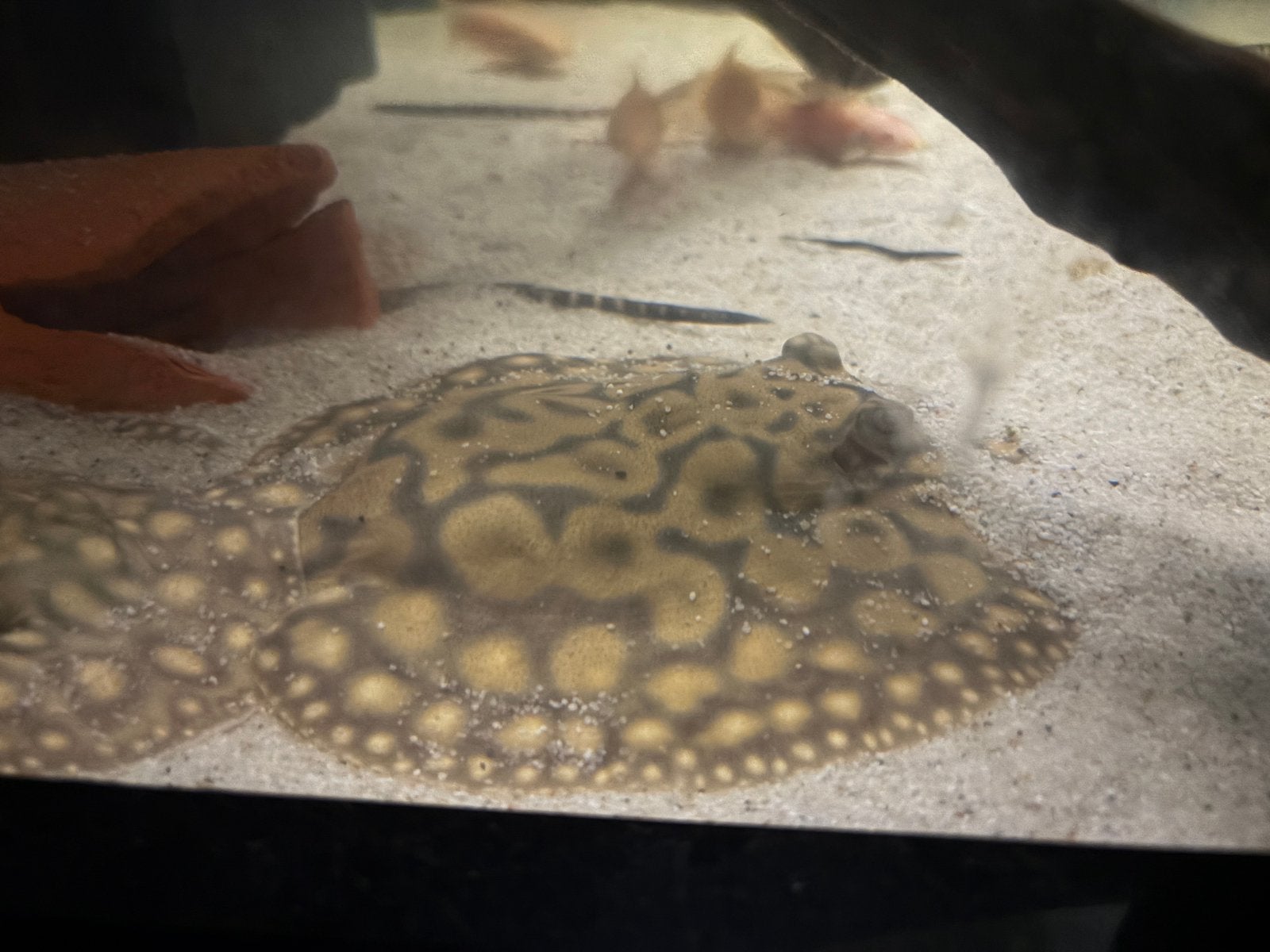 Blackdiamond/albino roggen pups, Dieren en Toebehoren, Vissen | Aquariumvissen, Vis