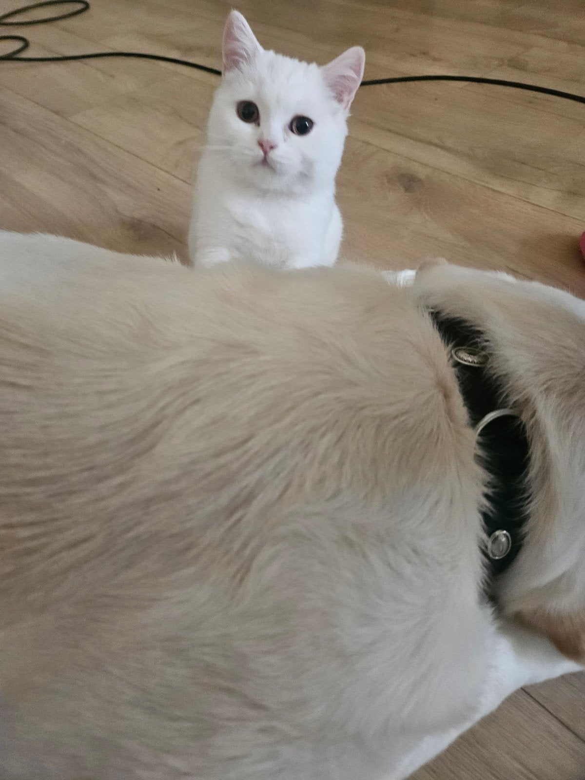 Prachtige Raszuiver White Britse korthaar kittens, Meerdere dieren, Ontwormd, 0 tot 2 jaar