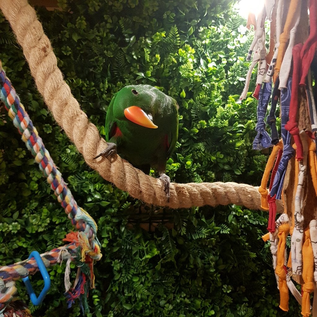 Edelpapegaai koppeltje - Nova & Chico, Dieren en Toebehoren, Vogels | Parkieten en Papegaaien, Meerdere dieren, Papegaai, Pratend