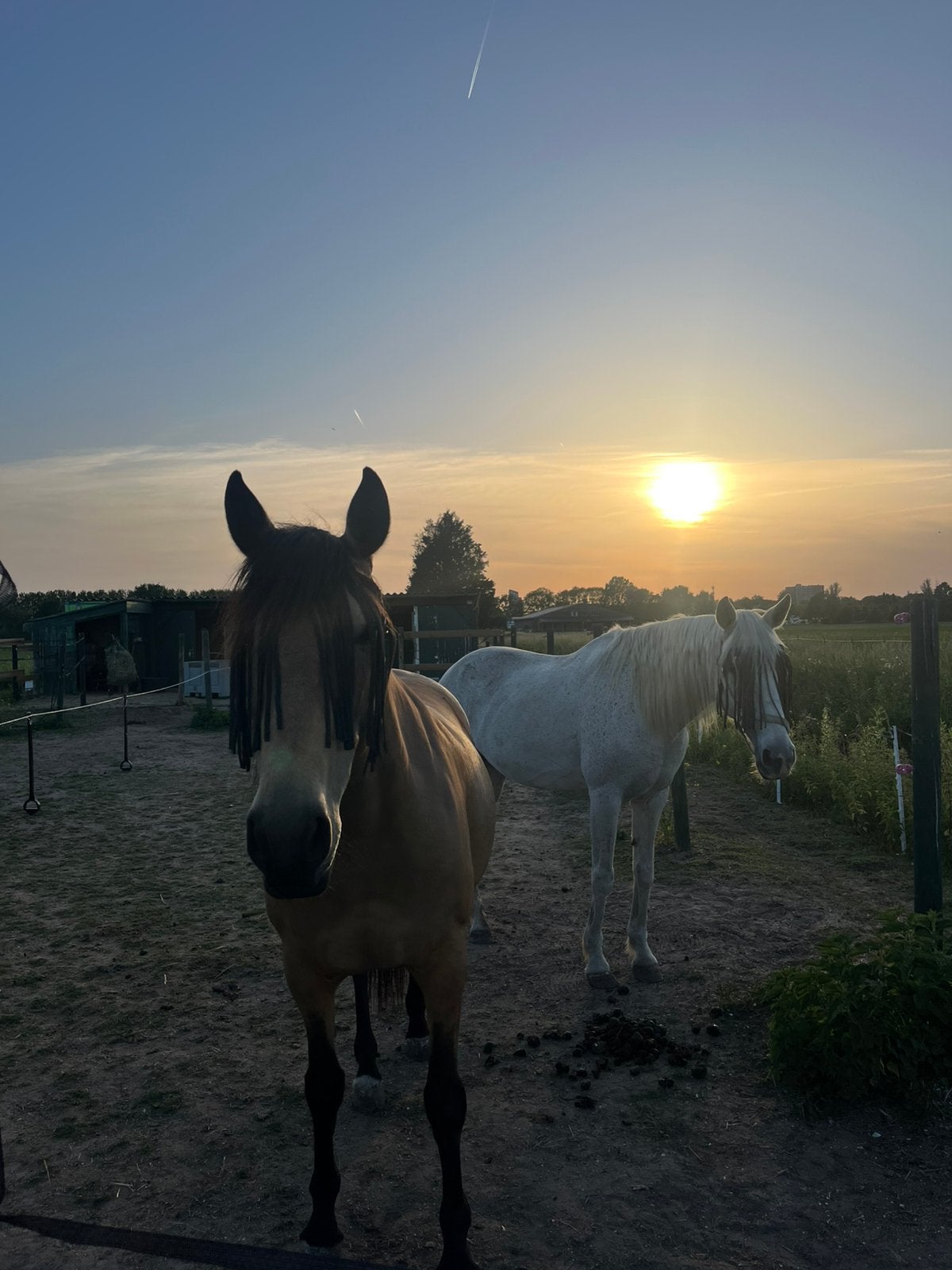 Verzorgster gezocht, Dieren en Toebehoren, Ophalen, Zo goed als nieuw