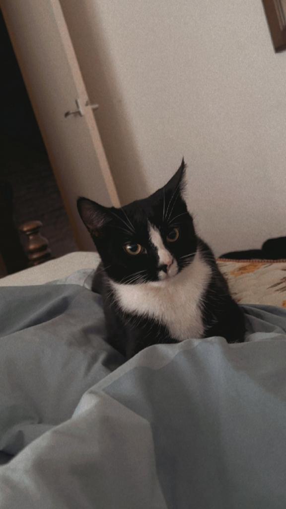 Kat te koop 2,5 jaar, Dieren en Toebehoren, Katten en Kittens | Dekkaters, 3 tot 5 jaar