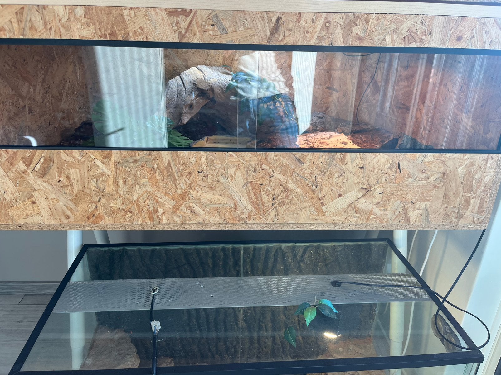 Blauwtong skink + compleet osb terrarium Blue Tongue Skink photo 10