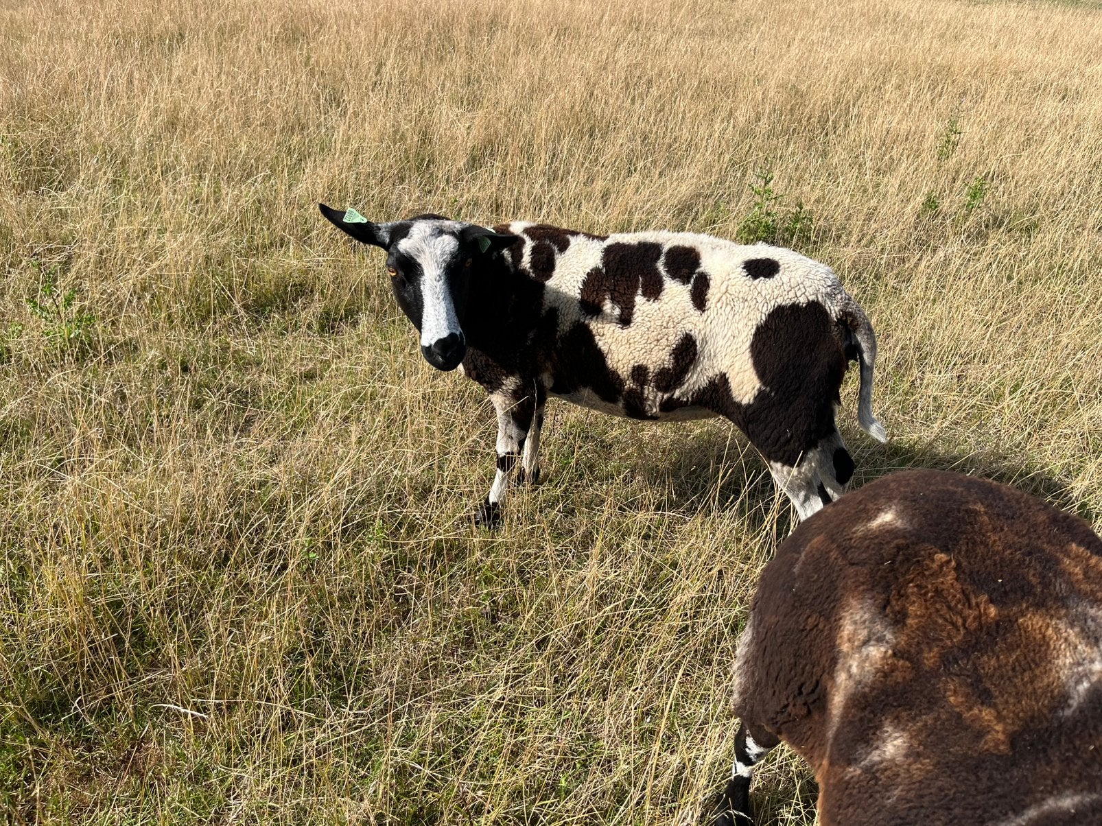 Makke bonte ooien, Dieren en Toebehoren, Schapen, Geiten en Varkens, Vrouwelijk, Schaap