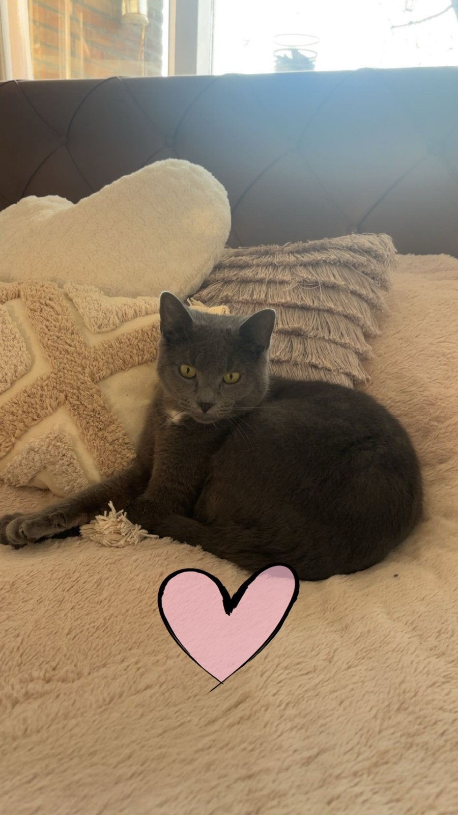 1.5 jarige blauwe rus, Kater, 0 tot 2 jaar