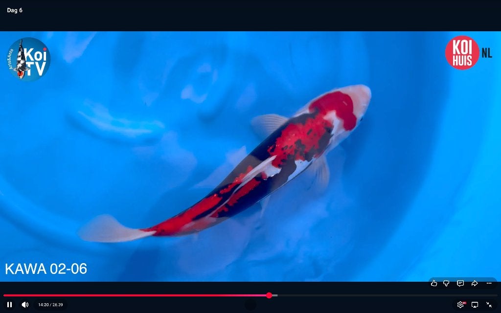 Japanse koi KoiHunt Tanaka, Karper of Koi
