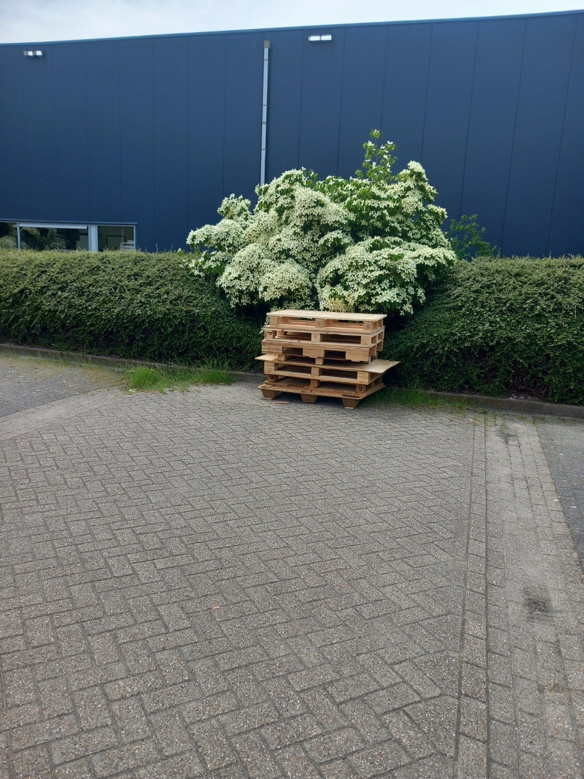 Gratis Pallets !!, Tuin en Terras, Ophalen, Halfschaduw, Overige soorten, 100 tot 250 cm