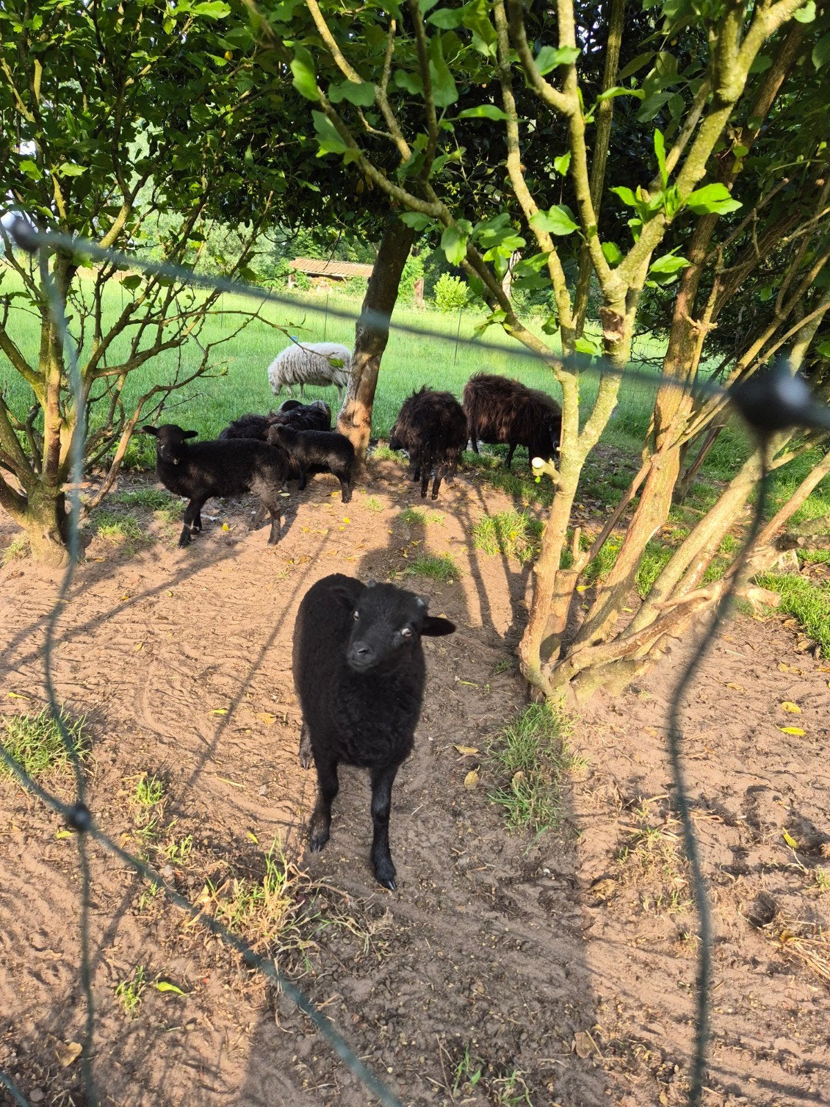 Ouessant ram lammeren, Mannelijk, Schaap