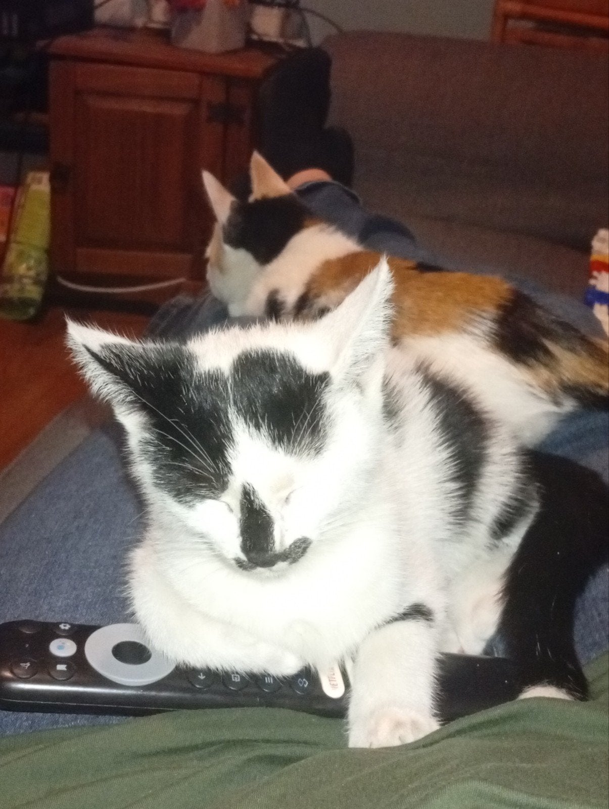 3 mooie kittens