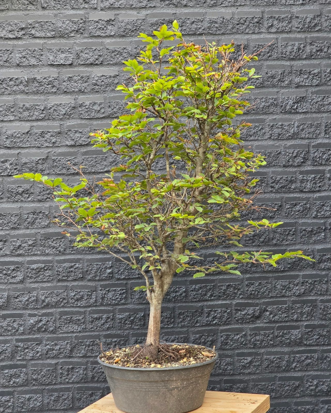 Bonsai, Beuk - Fagus Sylvatica yamadori, Vaste plant, Bloeit niet, Halfschaduw, Ophalen