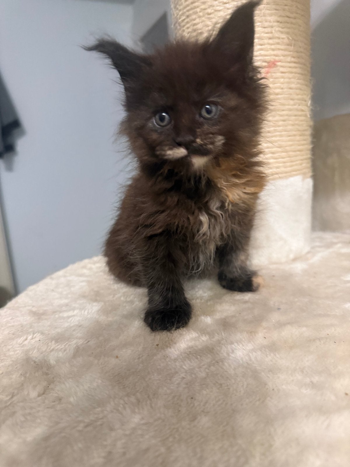 Maine Coon kittens met stamboom, Dieren en Toebehoren, Katten en Kittens | Raskatten | Langhaar, Meerdere dieren, Met stamboom