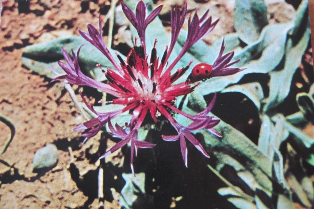 kleine distel op nieuwe ansichtkaart, Verzenden, 1980 tot heden, Ongelopen, Natuur