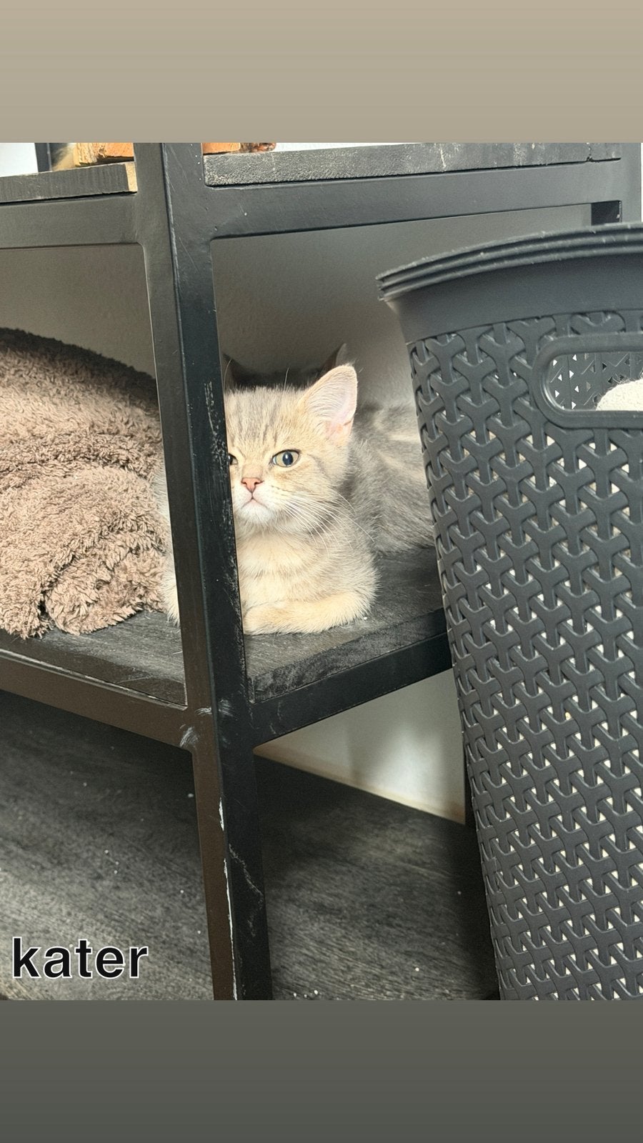 Prachtige kittens - Gechipt , dierenarts gecontroleerd, Meerdere dieren, Gechipt