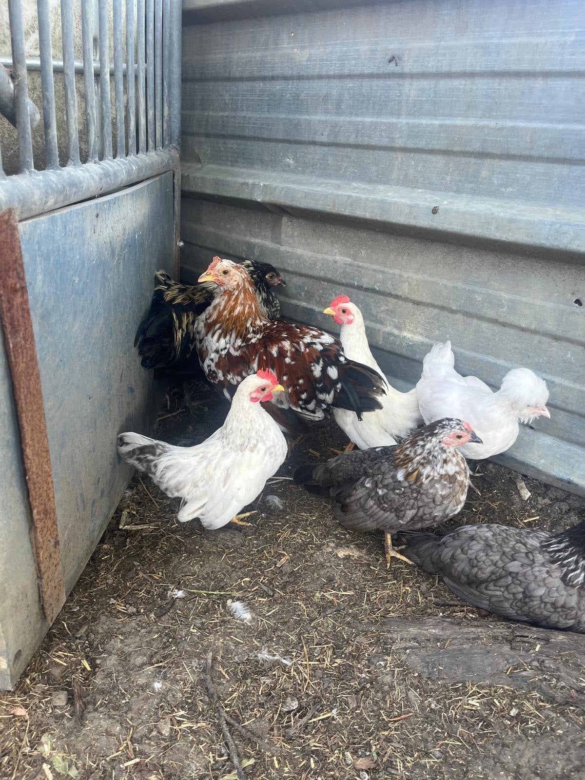 Leghorn porselein haan, Dieren en Toebehoren, Pluimvee, Mannelijk, Kip