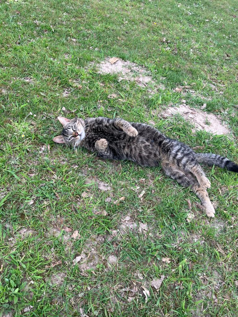 Kater (kiwi), Dieren en Toebehoren, Katten en Kittens | Overige Katten