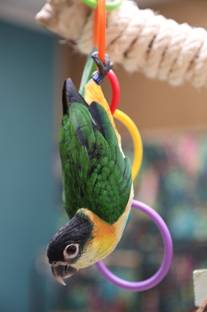 Jonge Baby Zwartkop Caique´s | getest | Speels | Handtam, Dieren en Toebehoren, Vogels | Parkieten en Papegaaien, Meerdere dieren