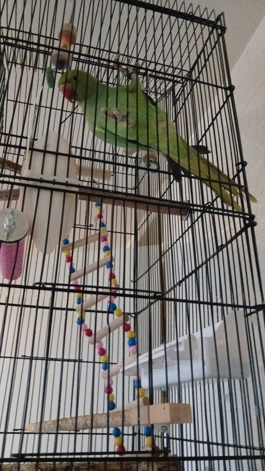 halsband parkiet rico en tjico, Geslacht onbekend, Parkiet, Geringd