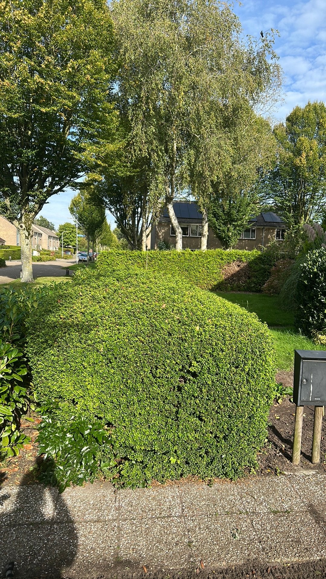 Gratis buxus bol door snee +- 170, Ophalen, Gebruikt, 20 m² of meer