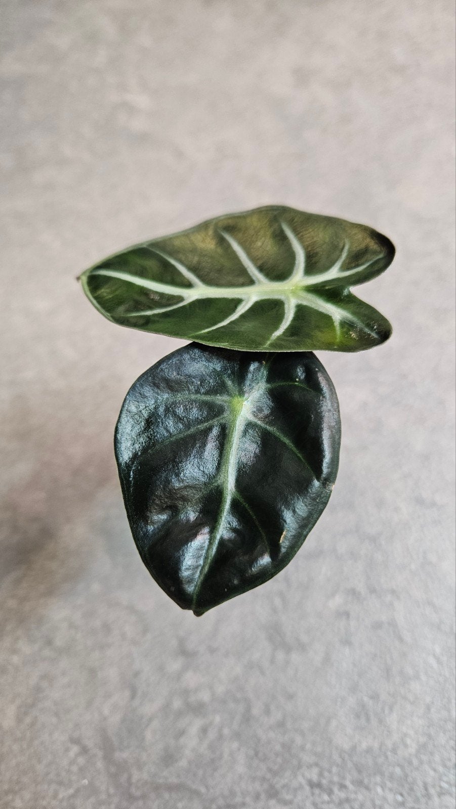 Alocasia Balloon Heart, Ophalen of Verzenden, Halfschaduw, Minder dan 100 cm
