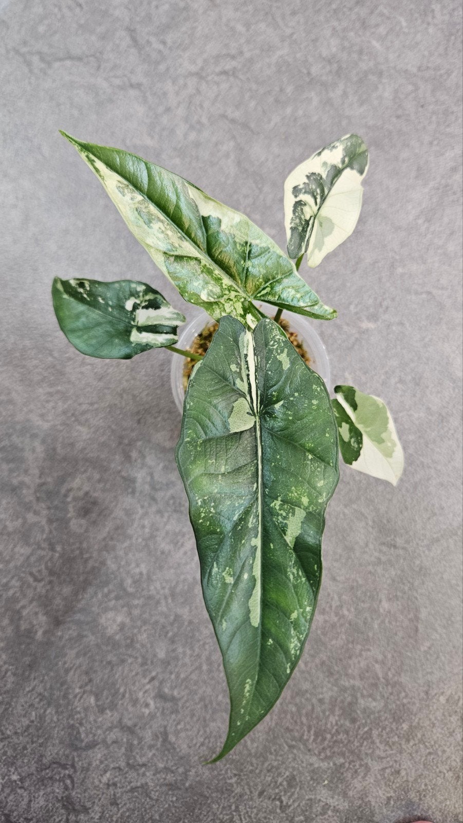 Alocasia 'Simpo' Albo Variegata, Ophalen of Verzenden, Halfschaduw, Minder dan 100 cm