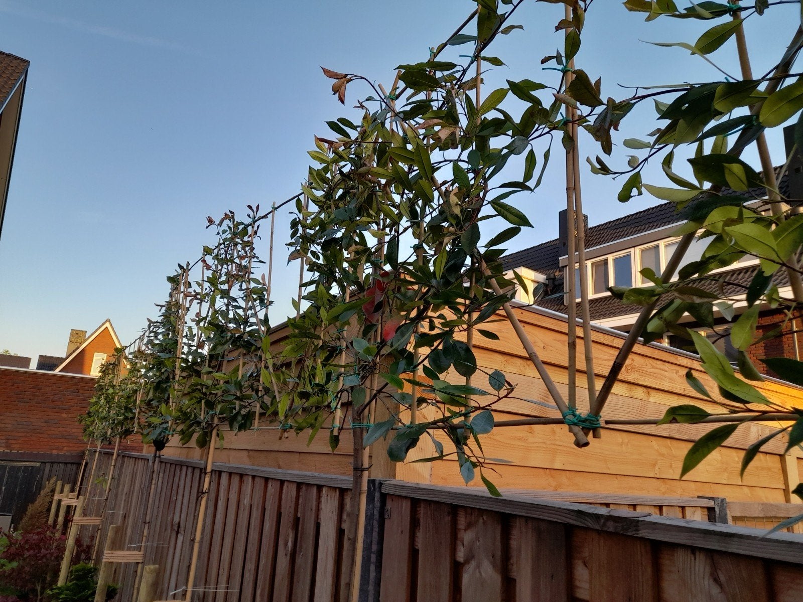 leiboom photinia red robin leiphotinia leiglansmispel, Tuin en Terras, Planten | Bomen, Ophalen of Verzenden, Halfschaduw