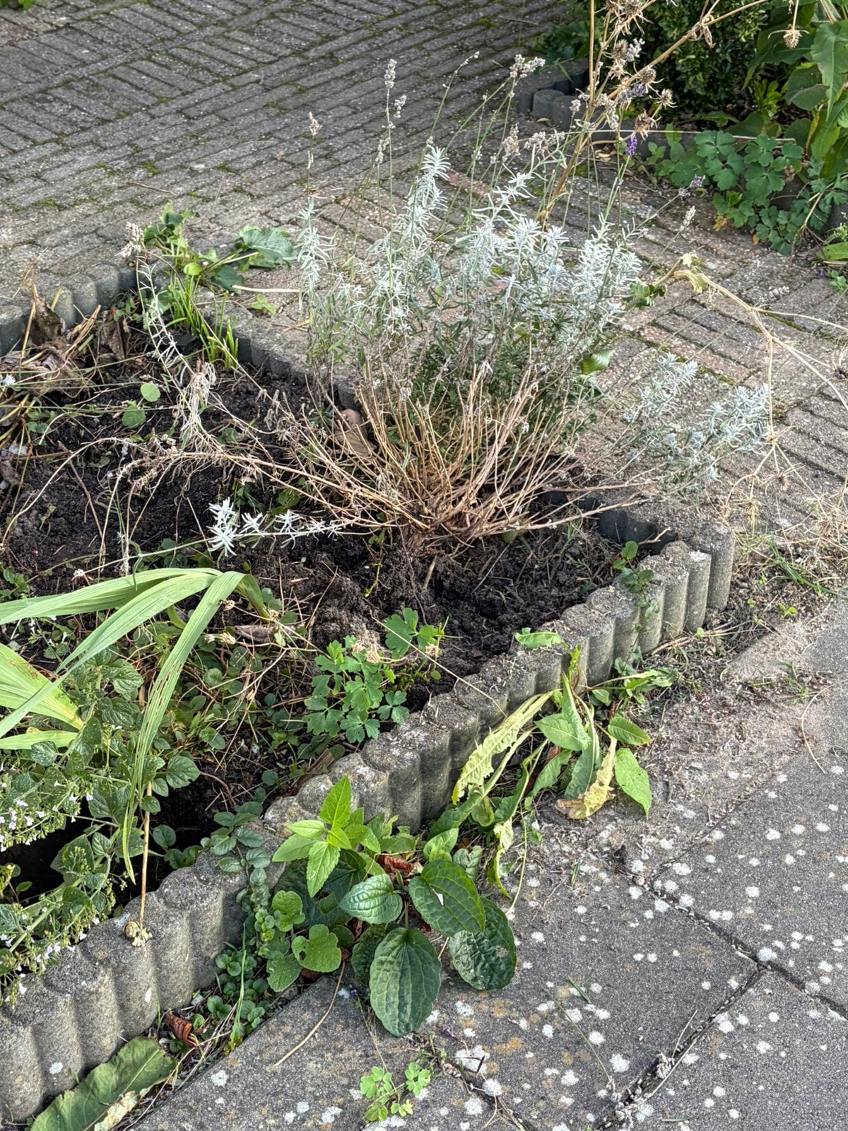 Gratis planten en bomen, Ophalen, Overige soorten, Volle zon